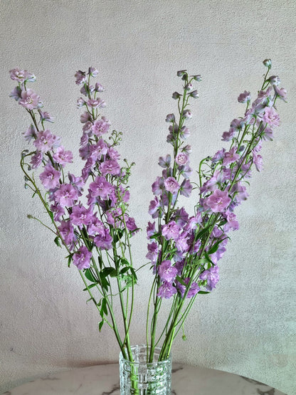 Melody Delphiniums