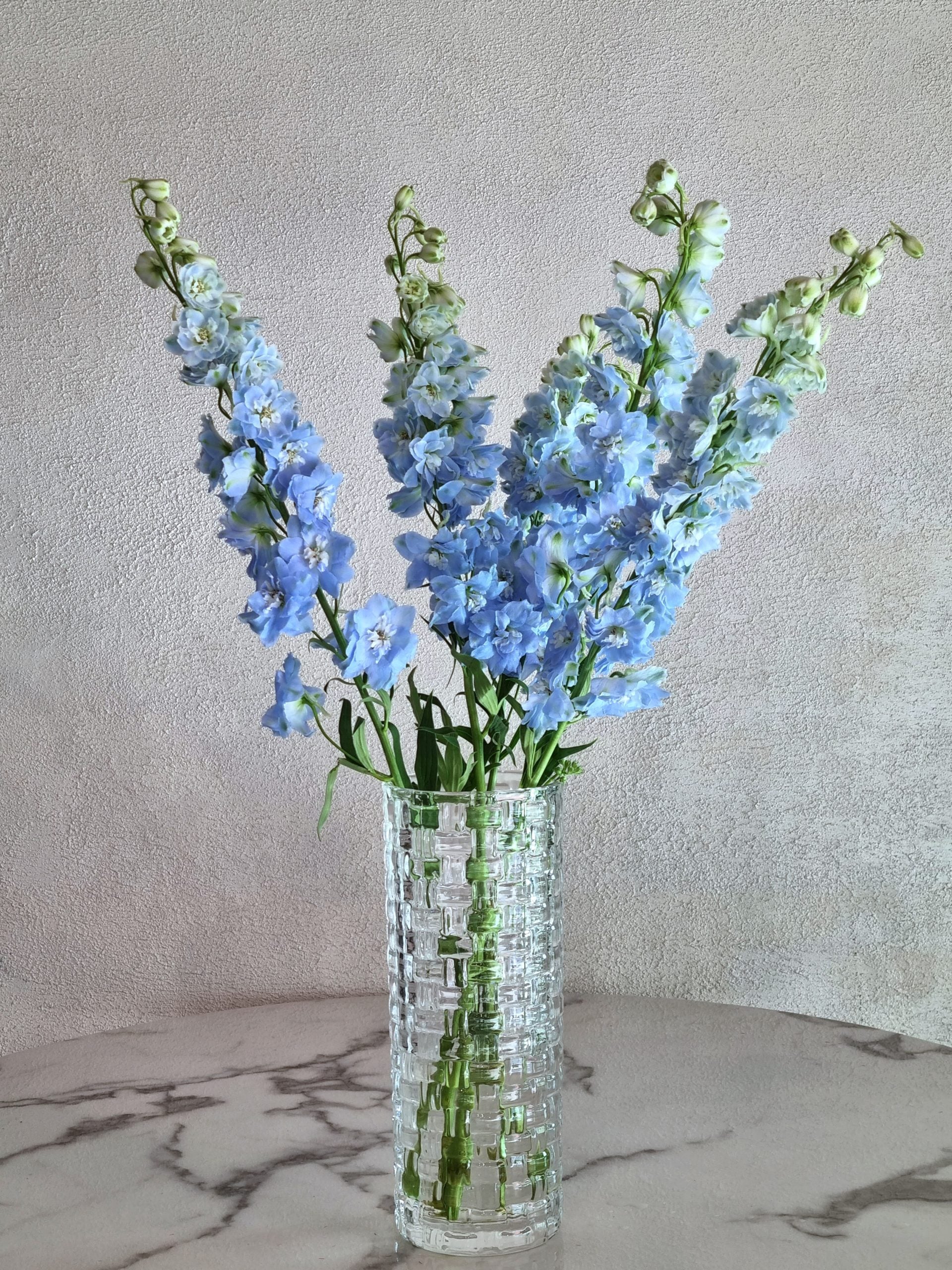 Dewy Light Blue Delphiniums