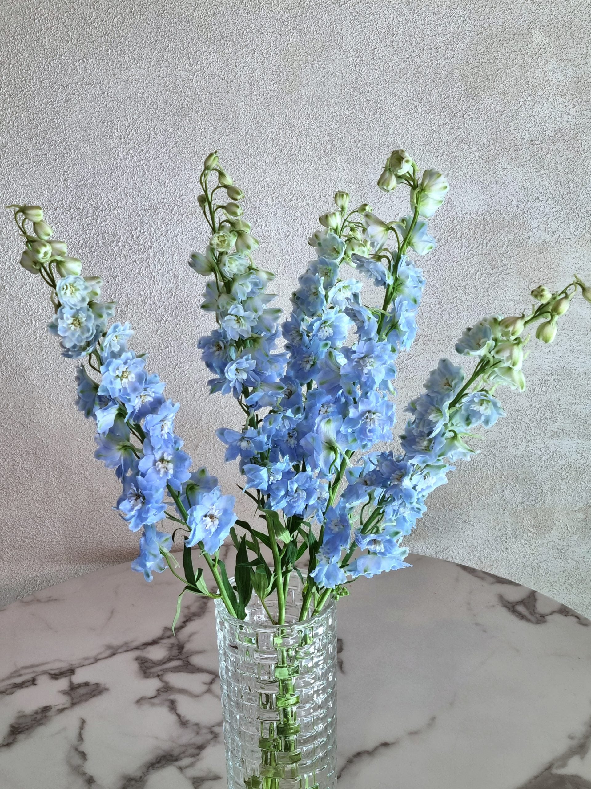 Dewy Light Blue Delphiniums