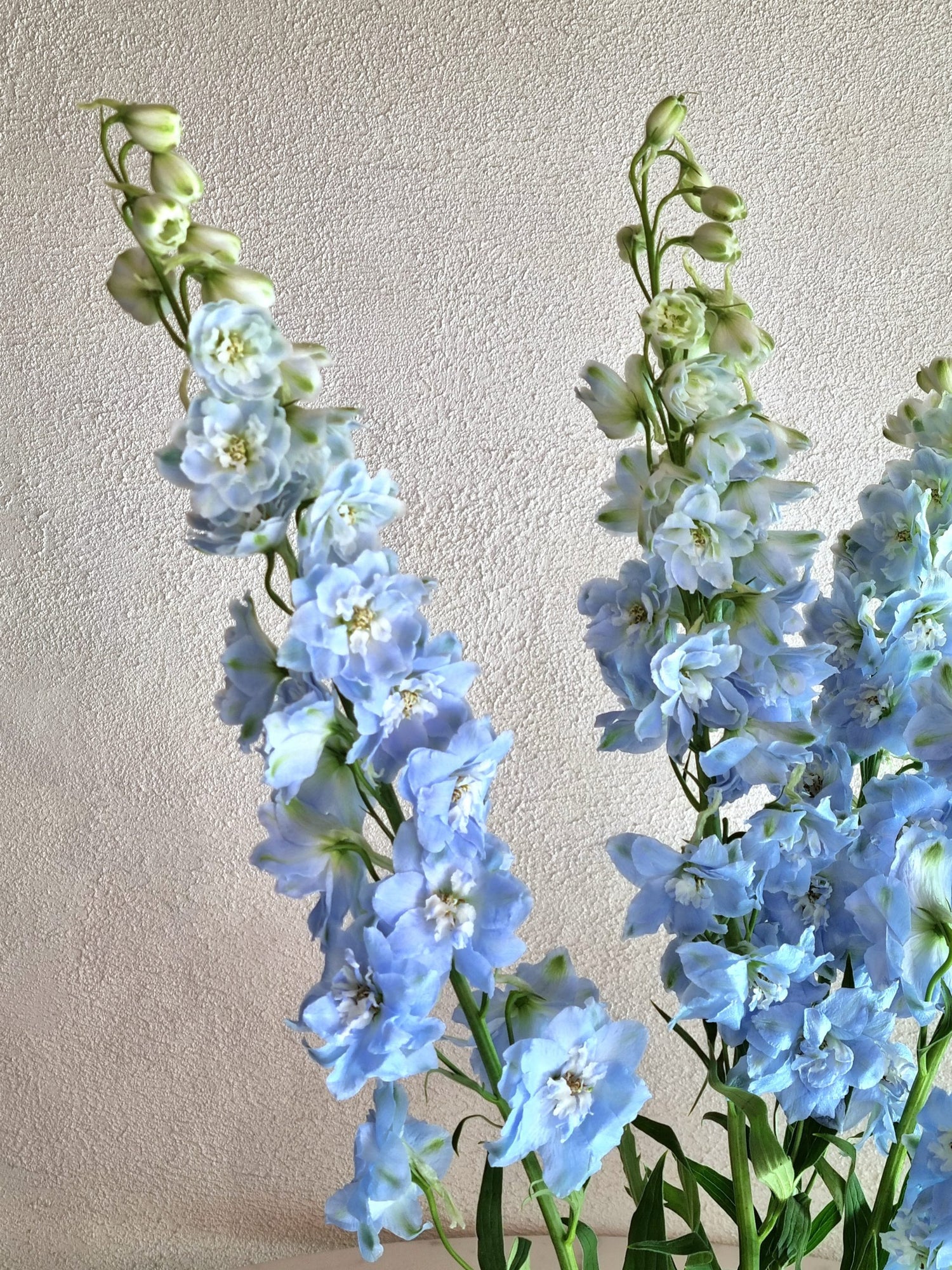 Dewy Light Blue Delphiniums