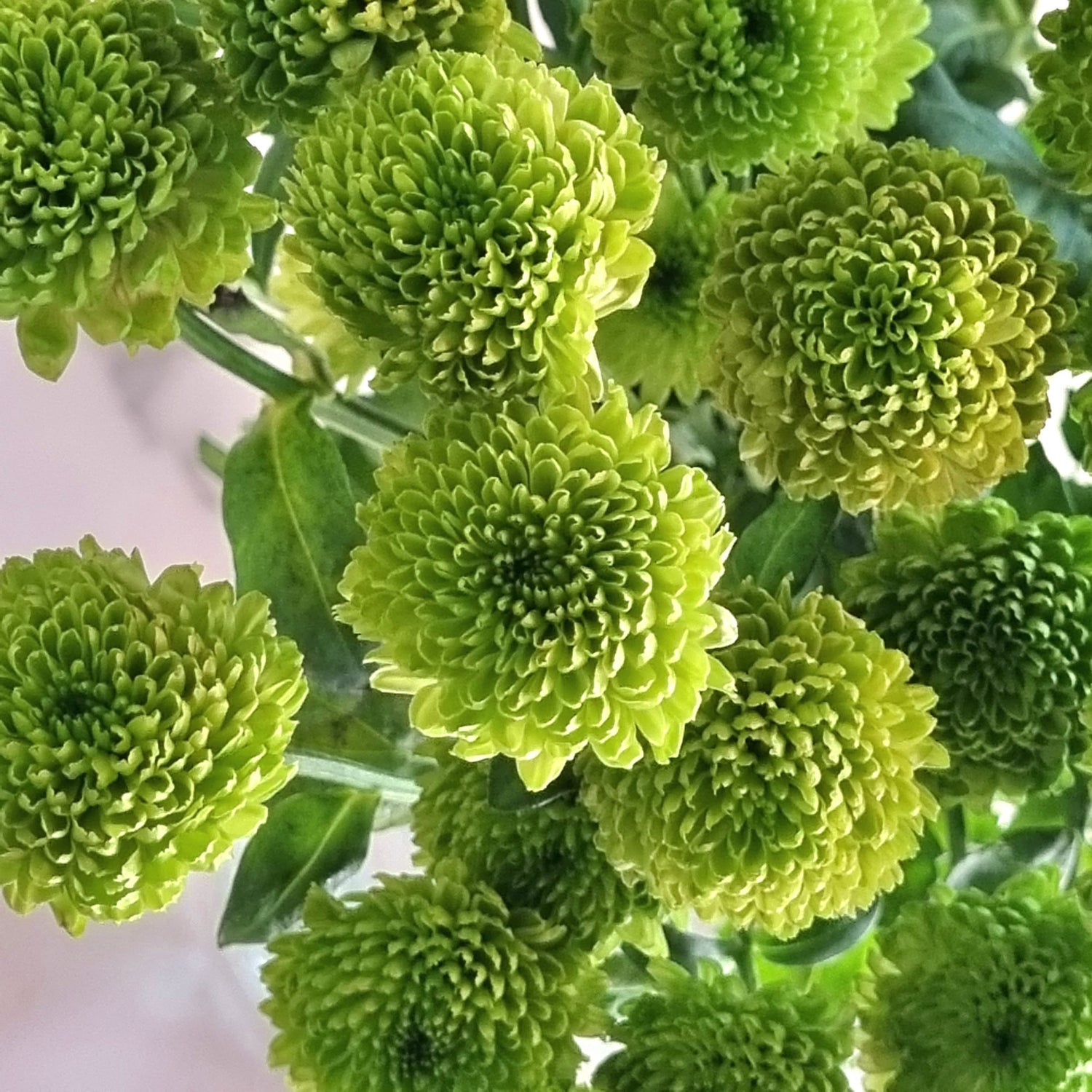 Country Santini Chrysanthemums