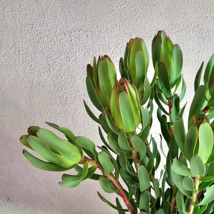 Mountain Rose Leucadendron