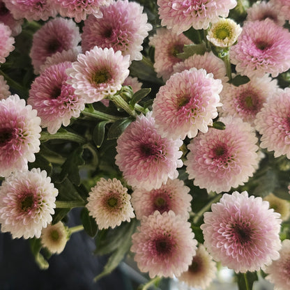 CHRYSANTHEMUM CALIMERO PINK