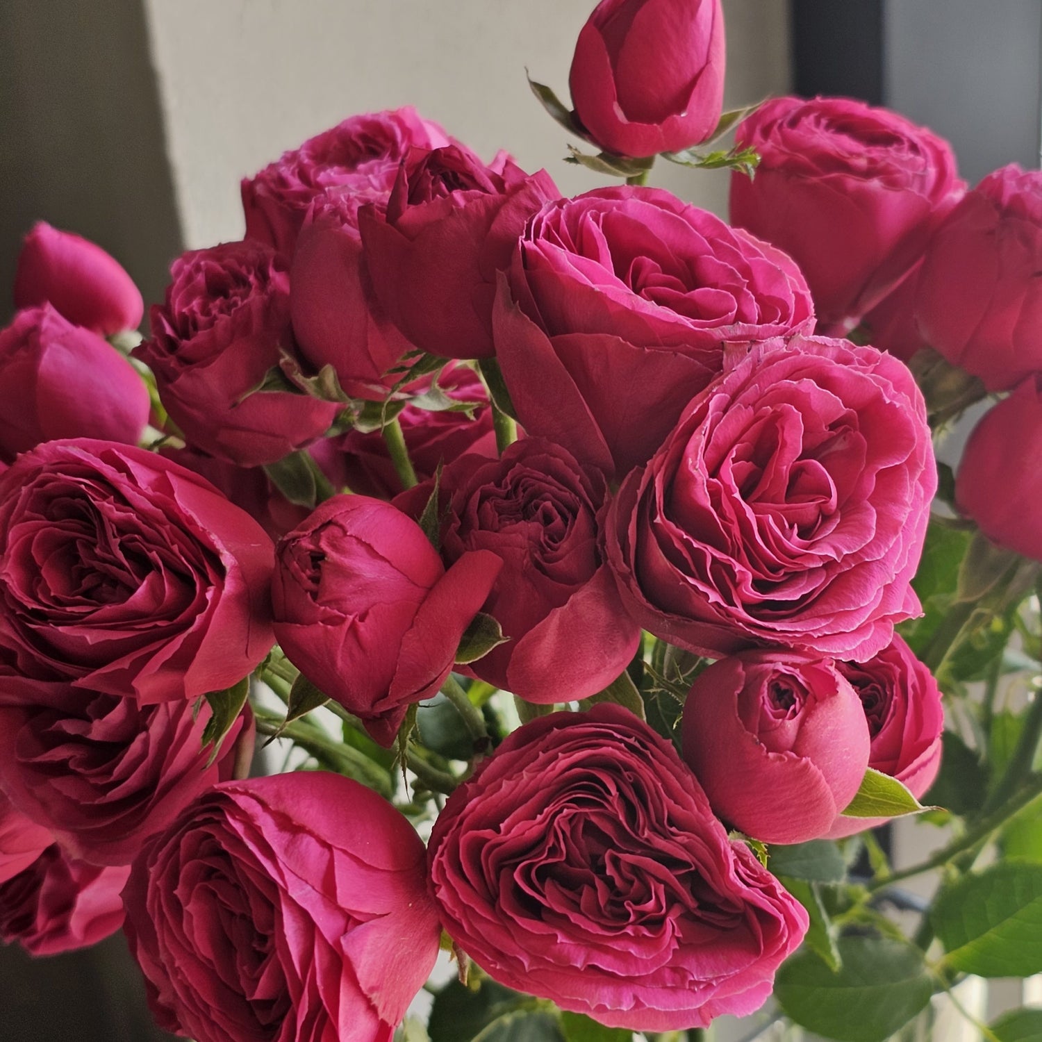 HOT LACE BABY ROSES