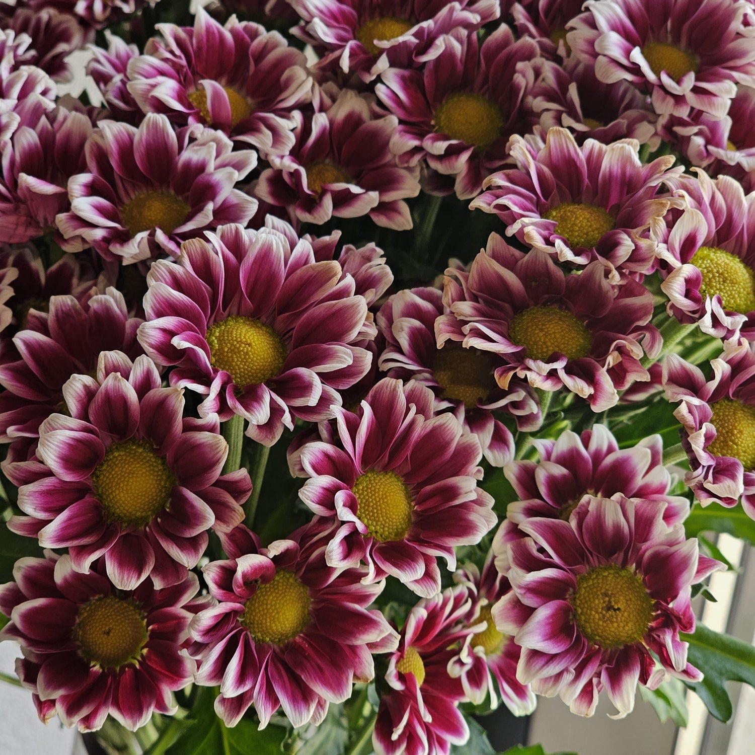 DOPIA CHRYSANTHEMUM