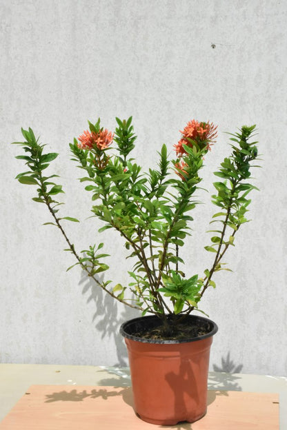 Ixora Chinensis Red