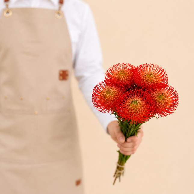 Red Leucospermum