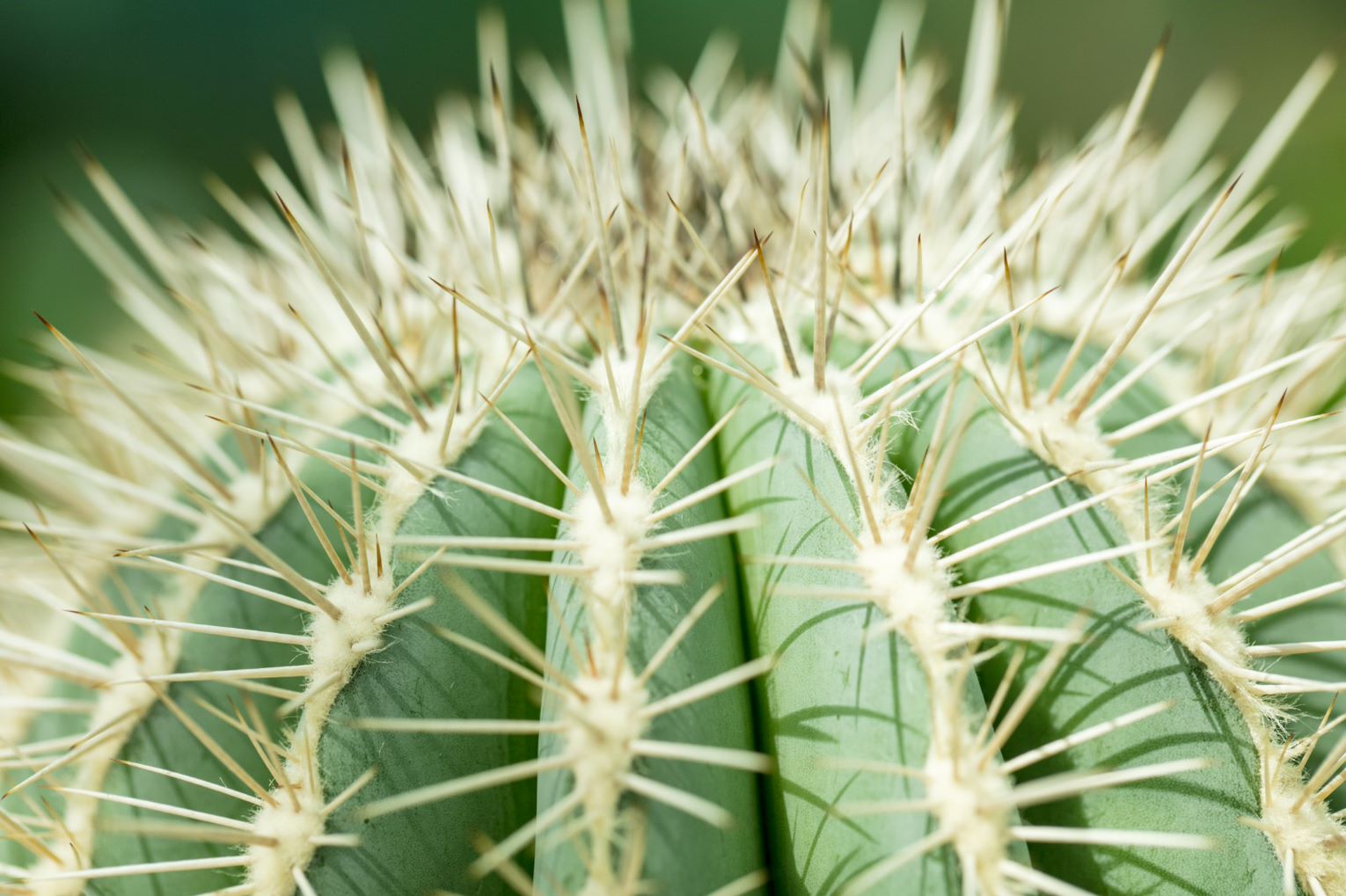 Echinocactus grusonii