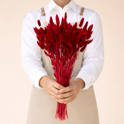 Lagurus Burgundy