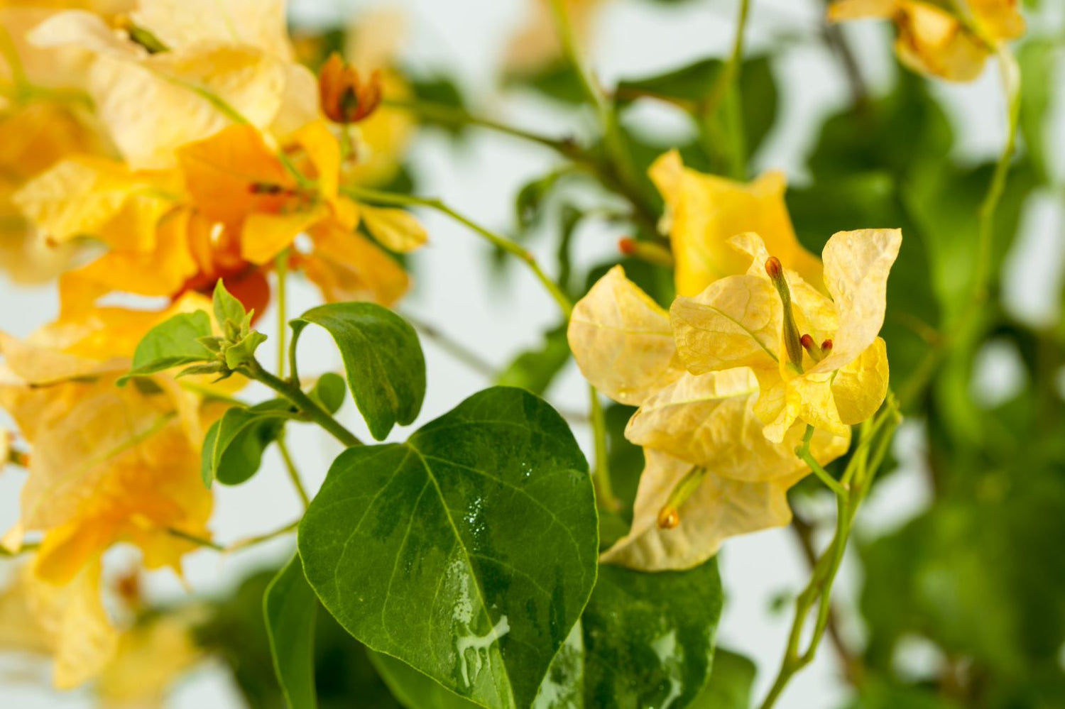 Bougainvillea Spectabilis