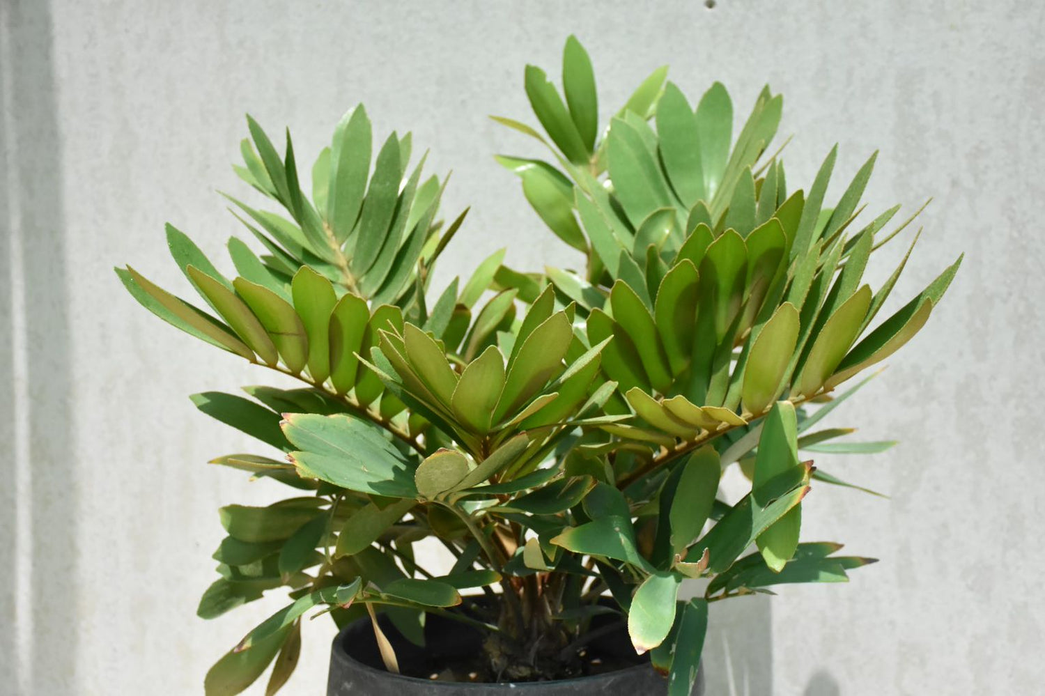 Zamia Furfuracea