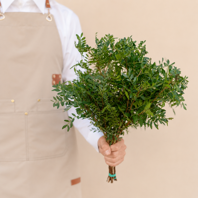 Pistacia Bunch