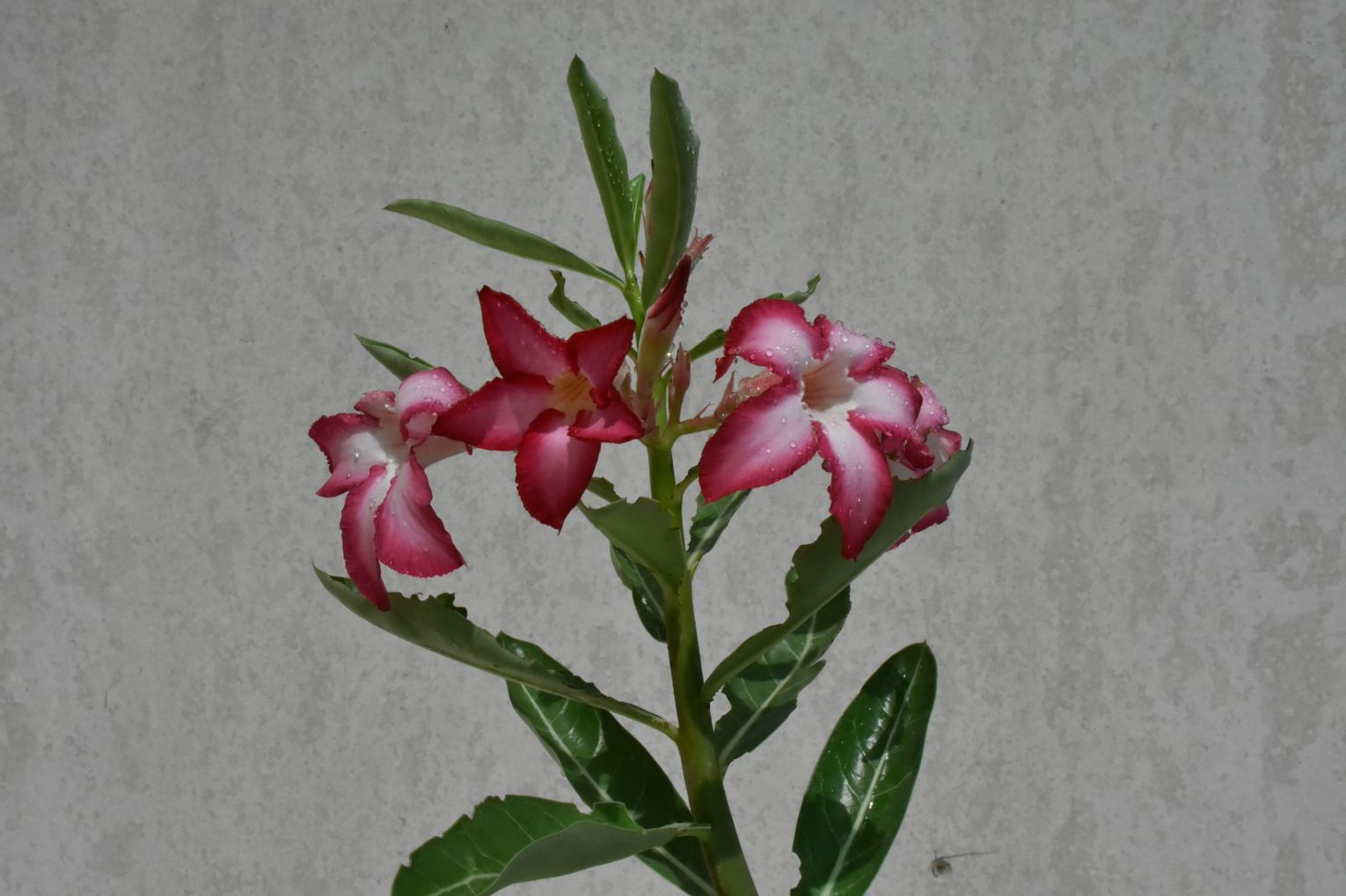 Adenium Obesum