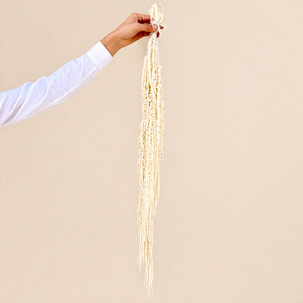 Preserved Amaranthus Bleach