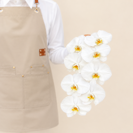 White Phalaenopsis Cut Flower