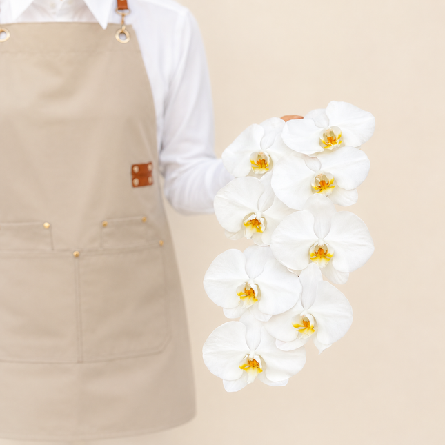 White Phalaenopsis Cut Flower
