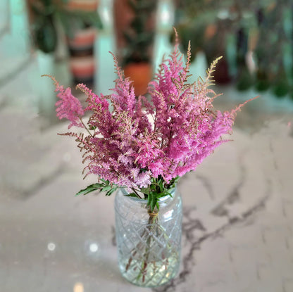 Astilbe Erika Pink