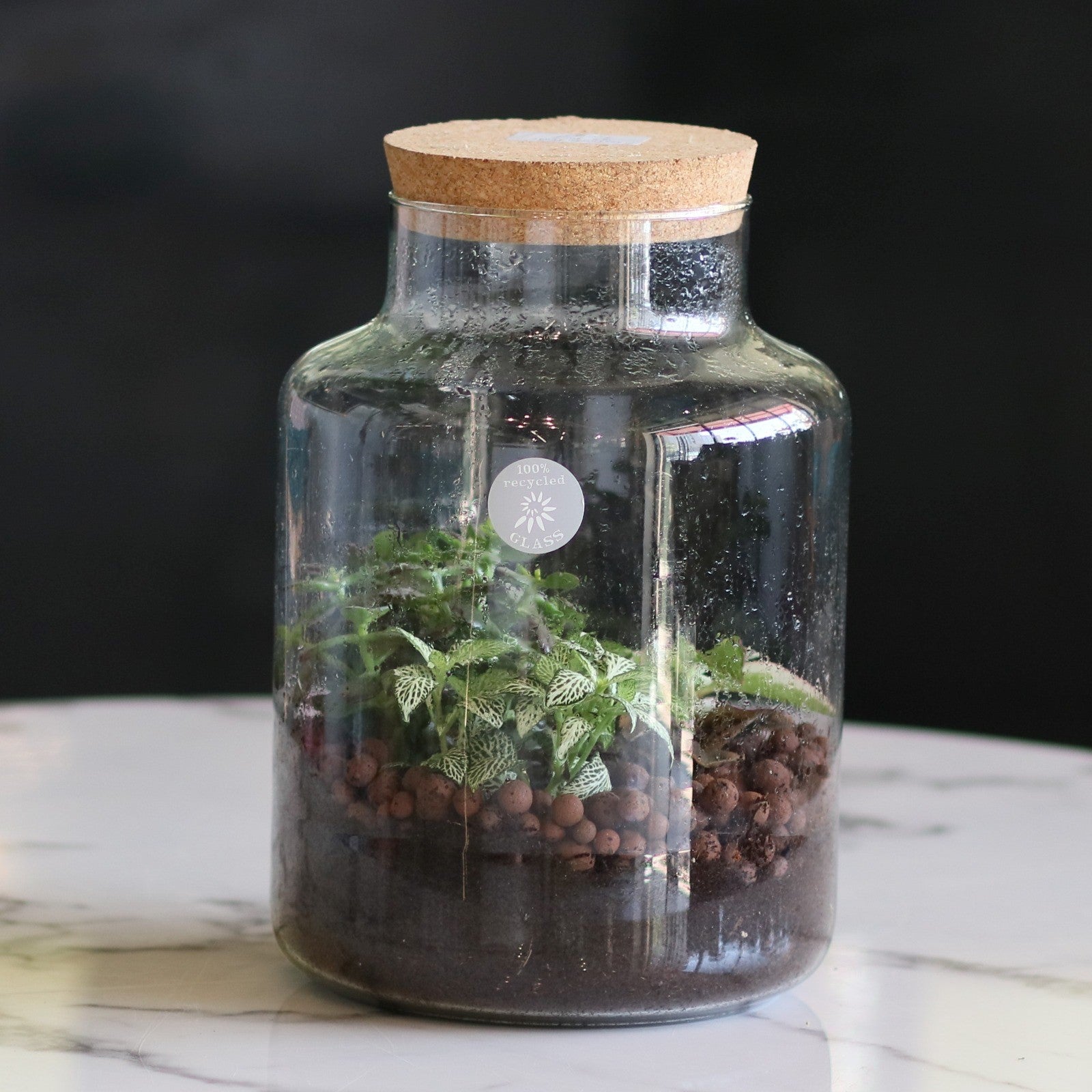 Terrarium in a Large Jar