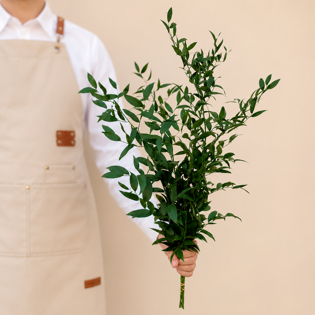 Ruscus Italian