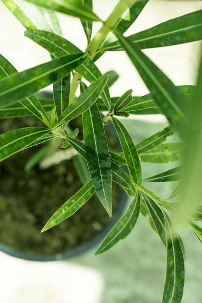 Nerium Oleander