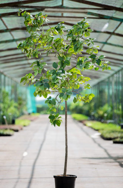 Cordia Sebestena