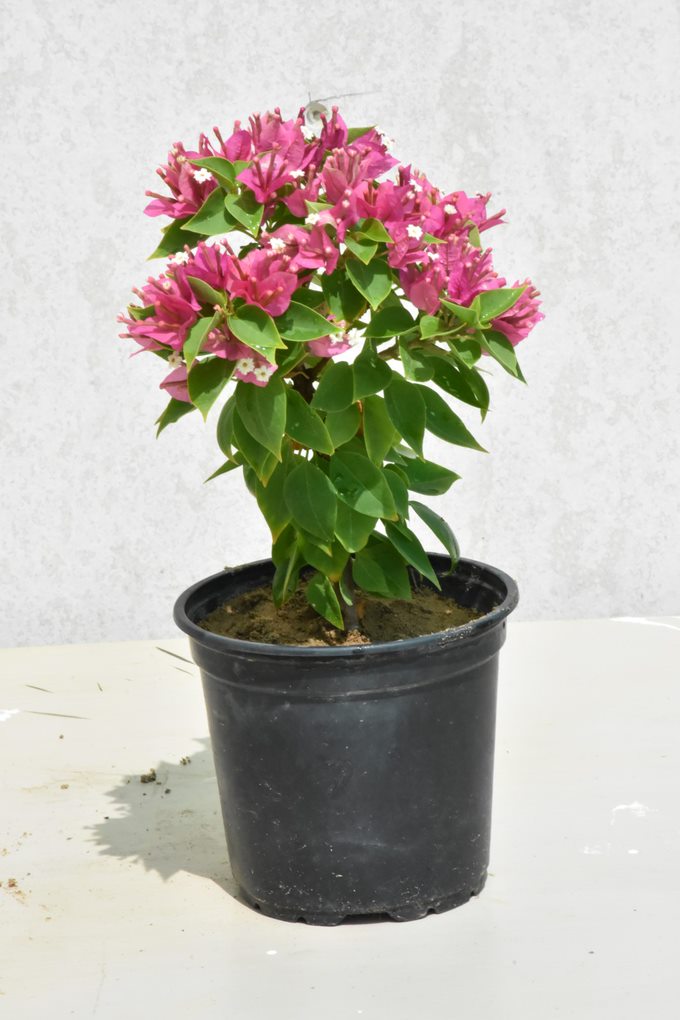 Bougainvillea Glabra &