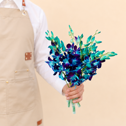 Dendrobium Blue Orchids