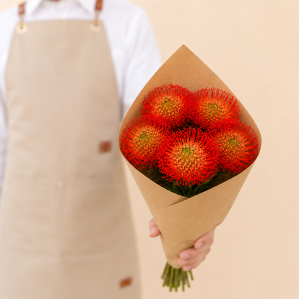 Red Leucospermum