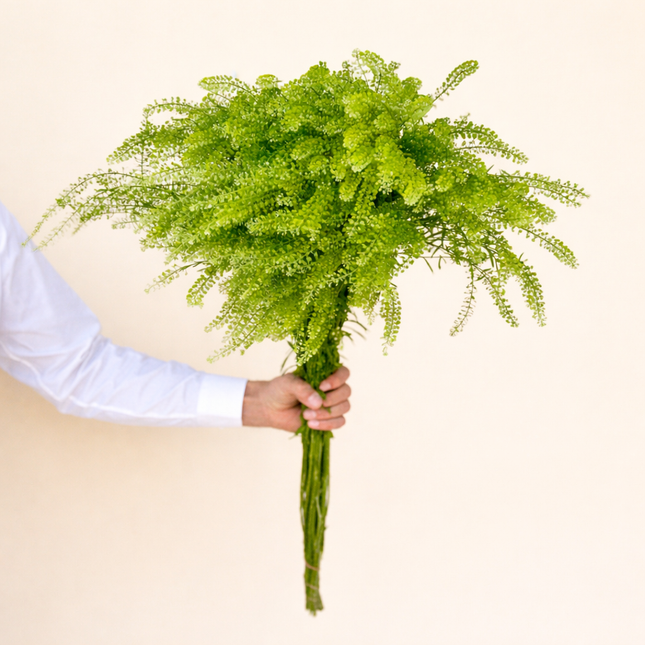 Lepidium