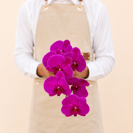 Purple Phalaenopsis Cut Flower