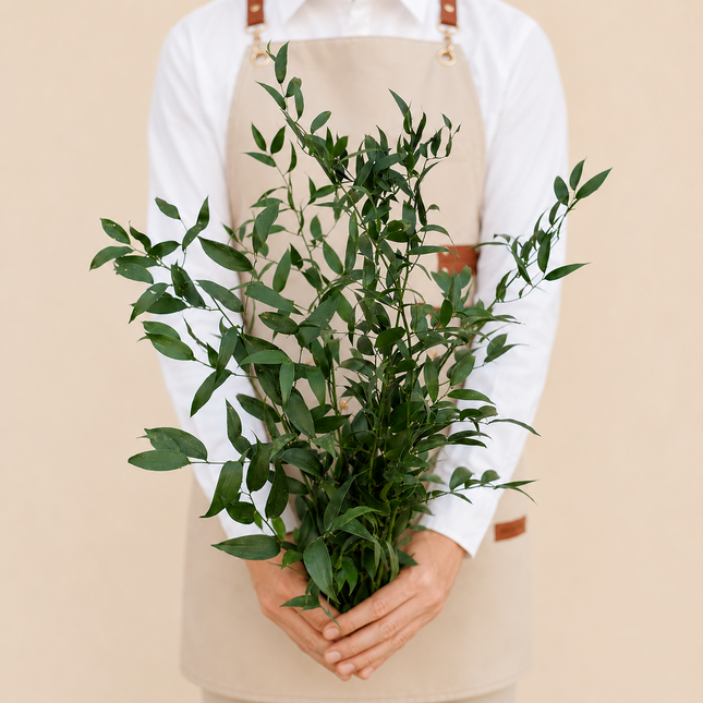 Ruscus Italian