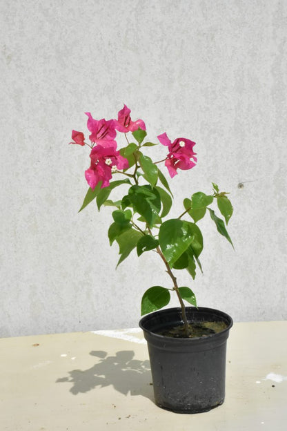 Bougainvillea Glabra &