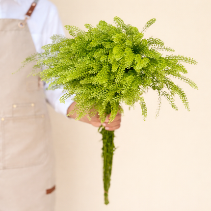 Lepidium