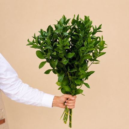 Single Ruscus