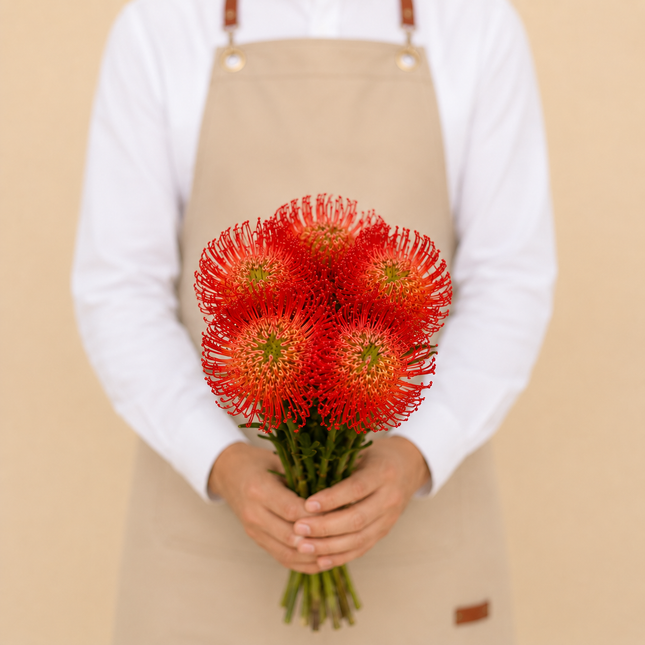 Red Leucospermum