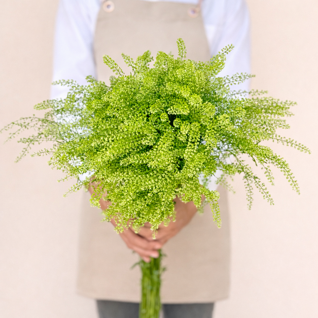 Lepidium