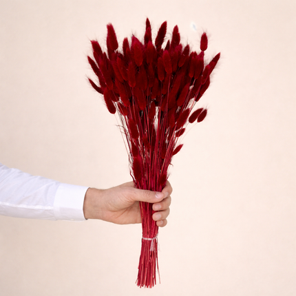 Lagurus Burgundy