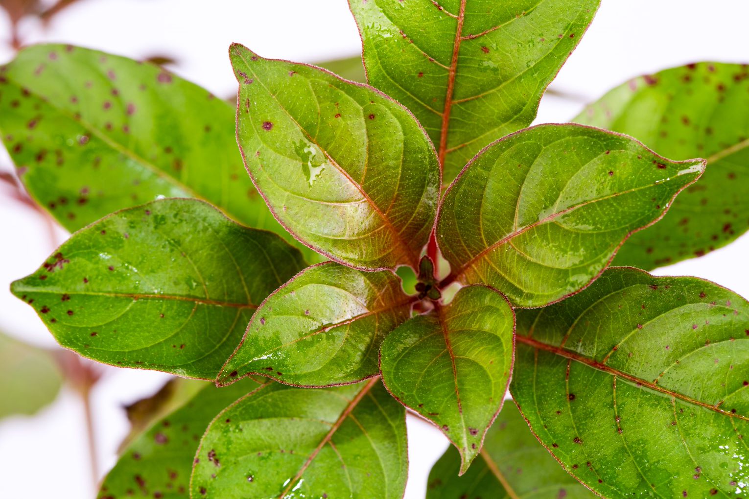 Pseuderanthemum Atropurpureum