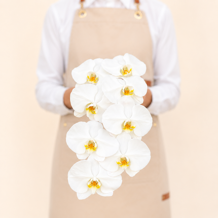 White Phalaenopsis Cut Flower