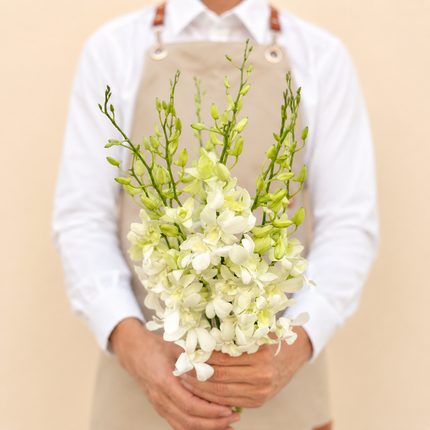 White Dendrobium Orchid Bunch