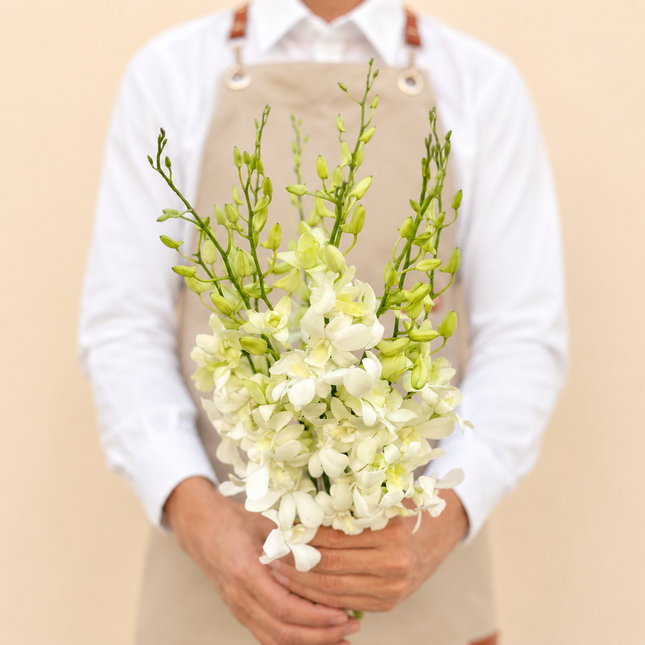 White Dendrobium Orchid Bunch
