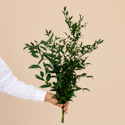 Ruscus Italian