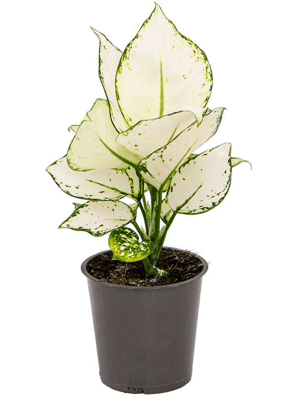 Aglonema white joy