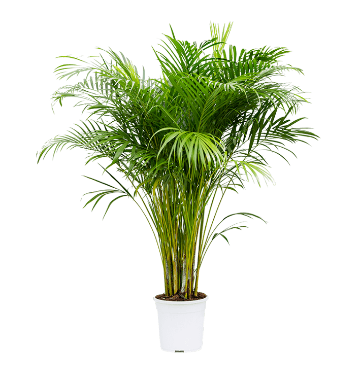 Areca Palms