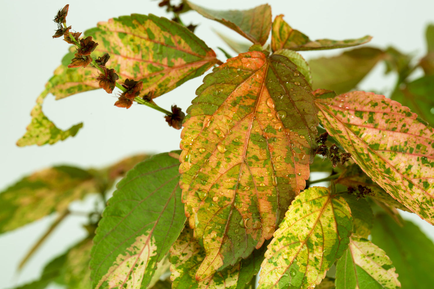 Acalypha wilkensiana &