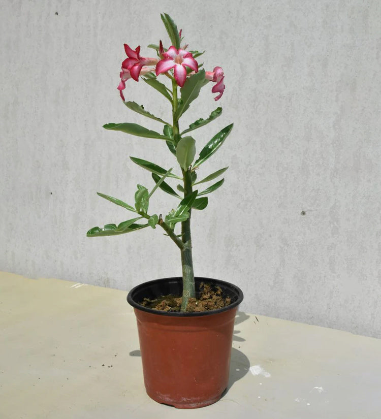 Adenium Obesum