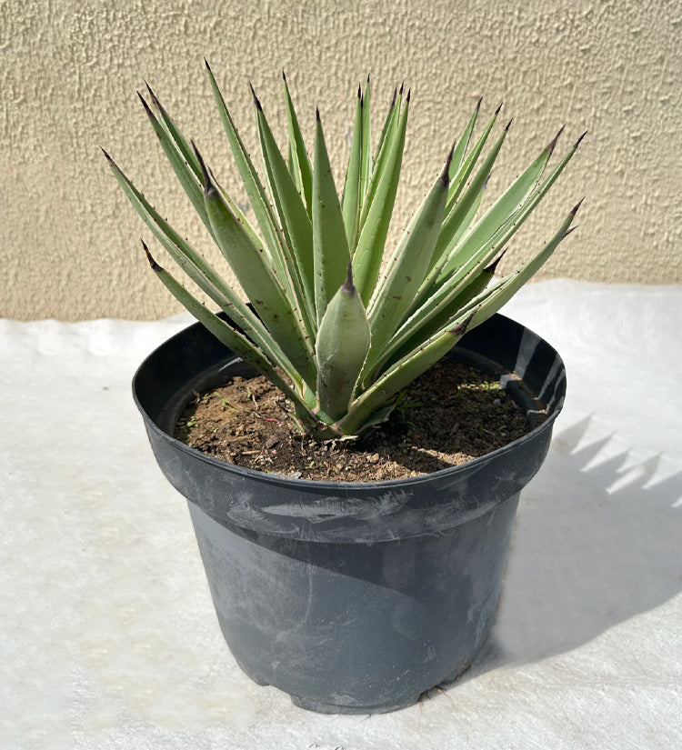 Agave Americana