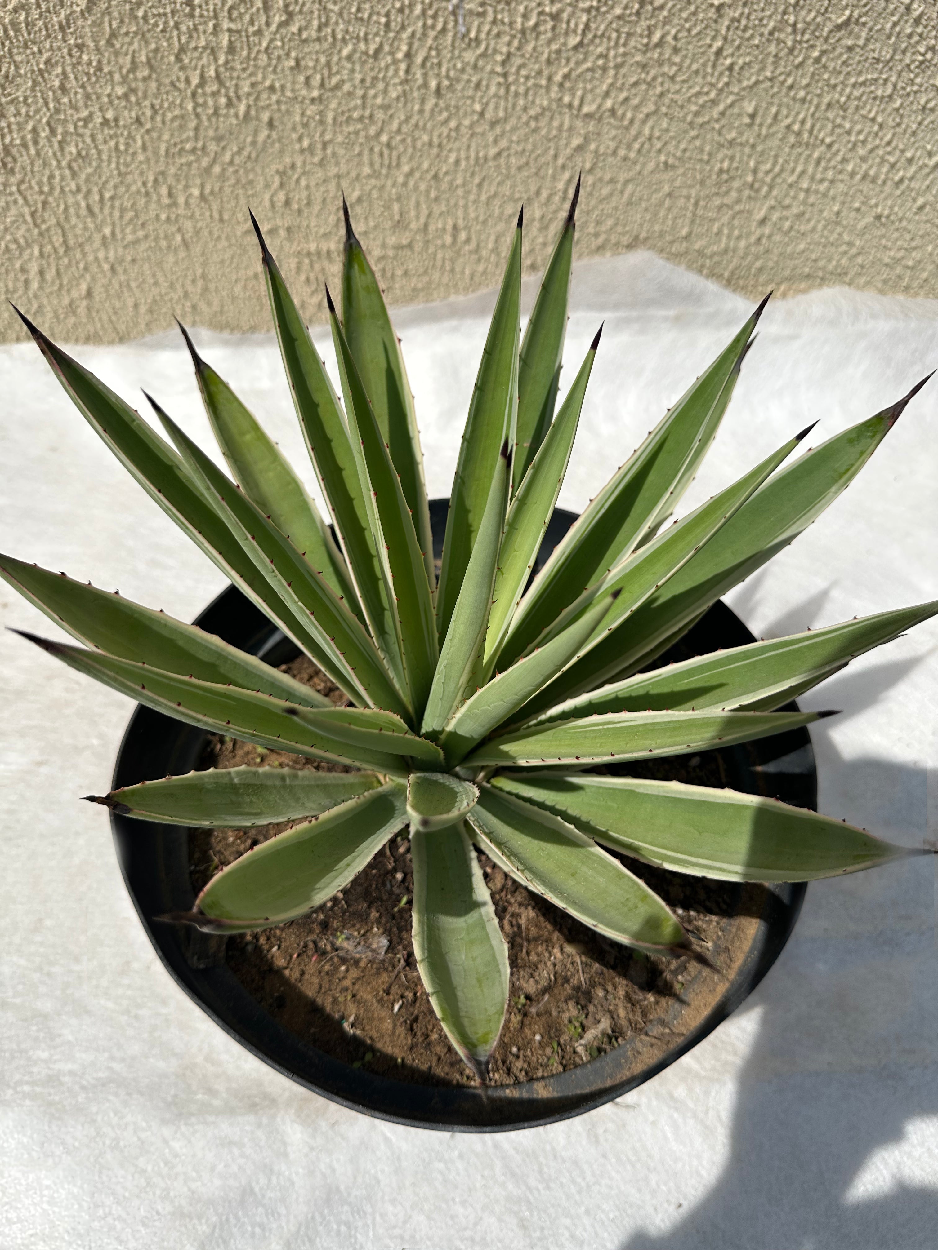 Agave Americana