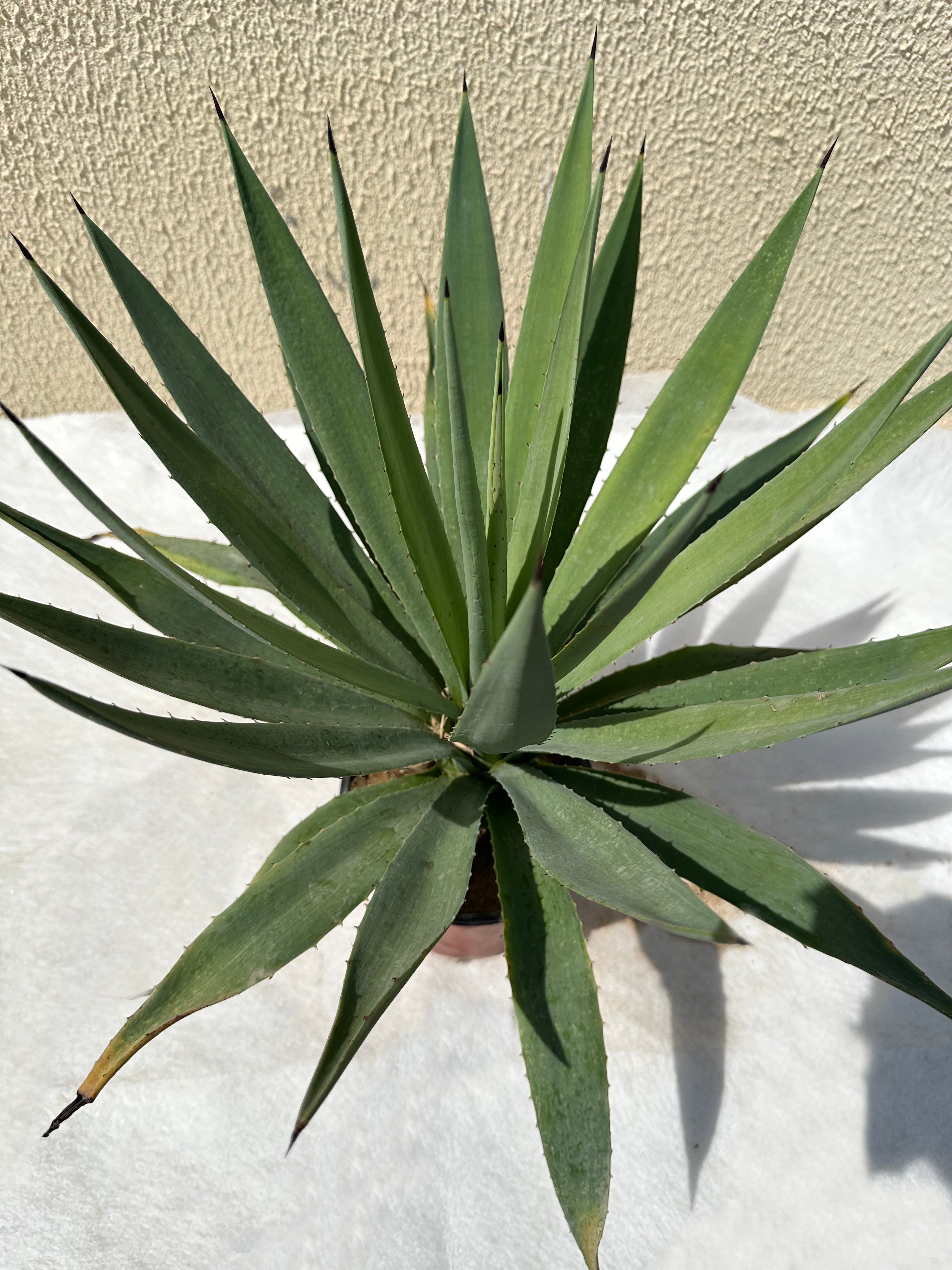 Agave Angustifolia