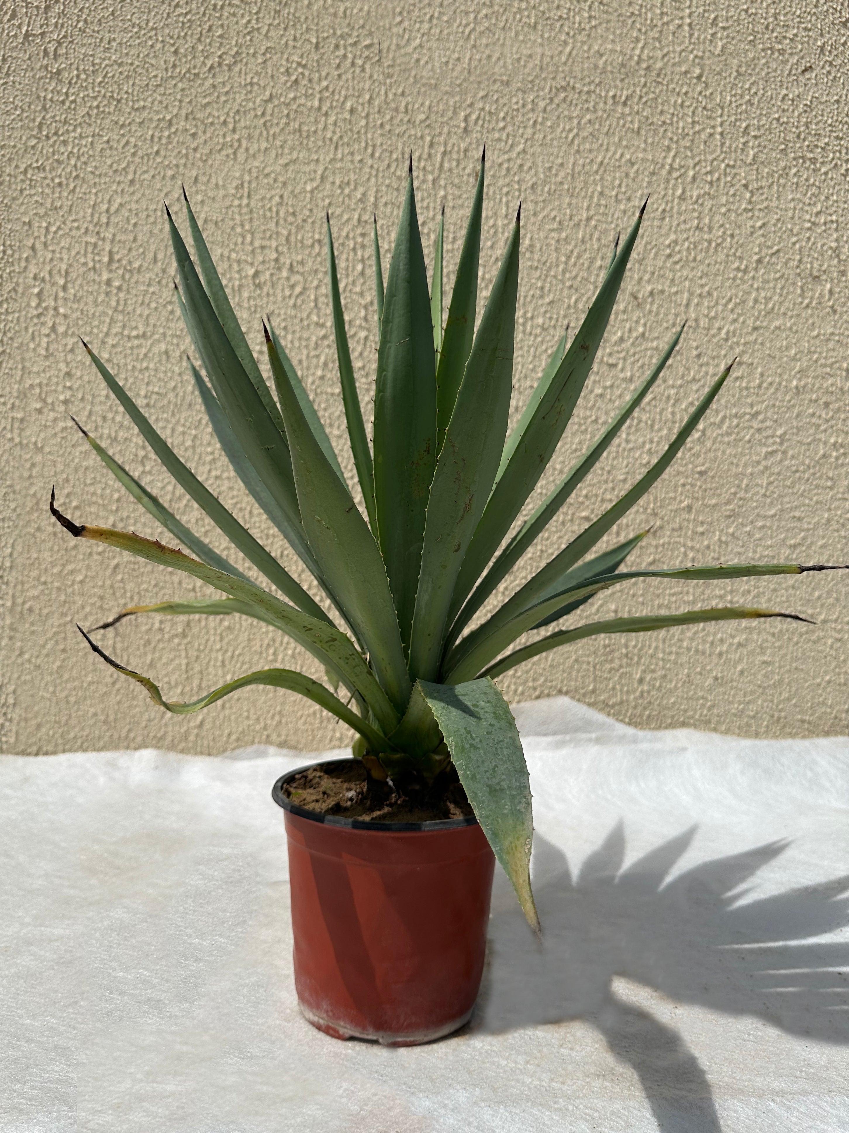 Agave Angustifolia